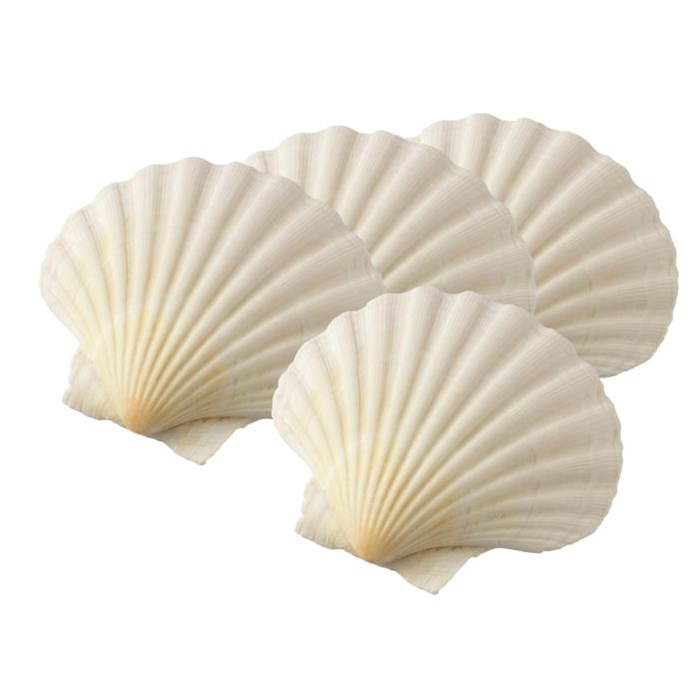 Natural Scallop Shell Set